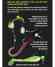 Стопора мини кукуруза светонакопительные Зеленые и Синие Enterprise Tackle (Энтерпрайз) - Niteglow Sweetcorn Hairstops Mini Neon Green & Neon Blue, 12 шт